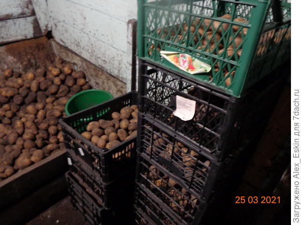 готовлю семенной фонд