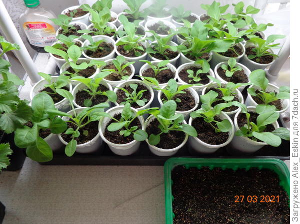 эти пободрее,раньше пересаженные,в плошке всходит Примула