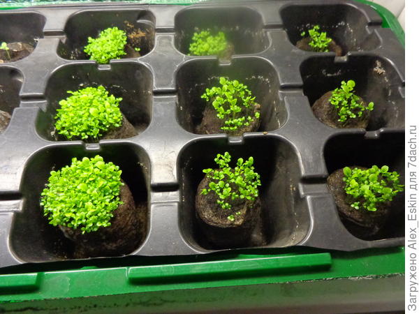 ещё в таблетках