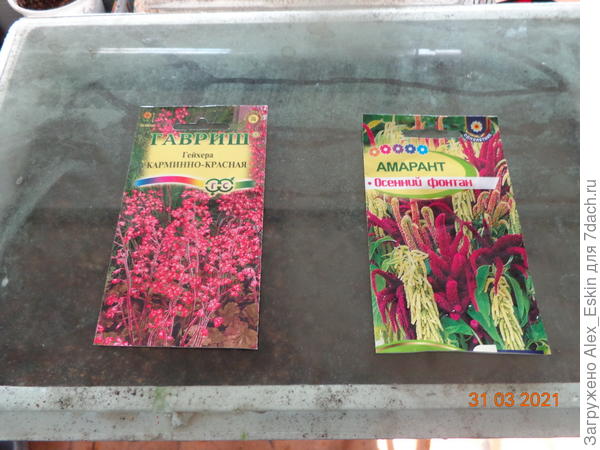 посеял гейхеру и амарант