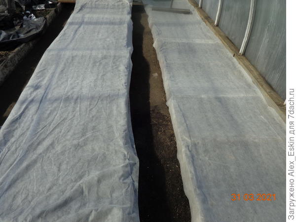 редиска под укрывным