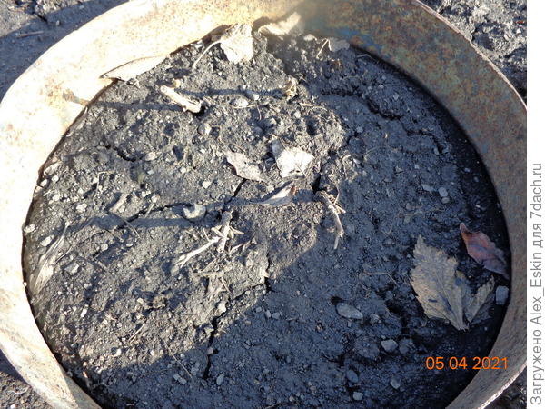 на черенках смородины зазеленели почки