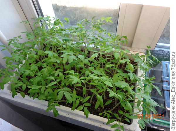 ещё помидорки