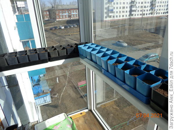 стаканчики с грунтом