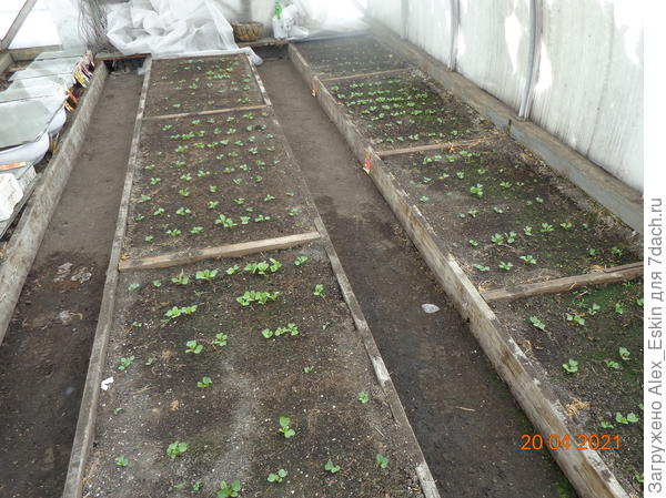 а в теплице +11*