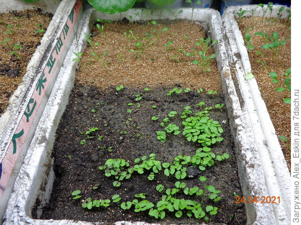 немофила и колеус