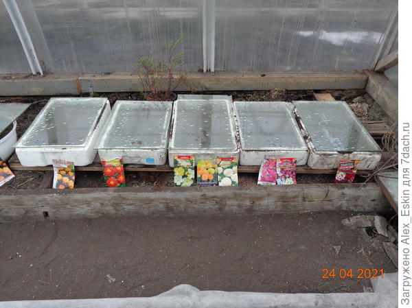 посеяны бархатцы,немофила,флоксы