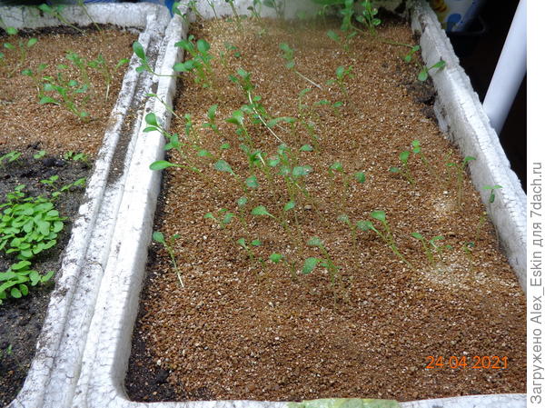 немофила сегодня