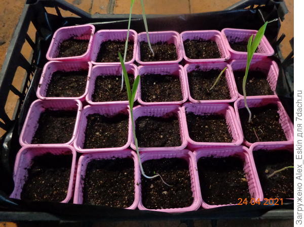 кукуруза взошла плохо