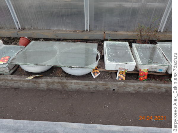 бархатцы,всего 8 сортов