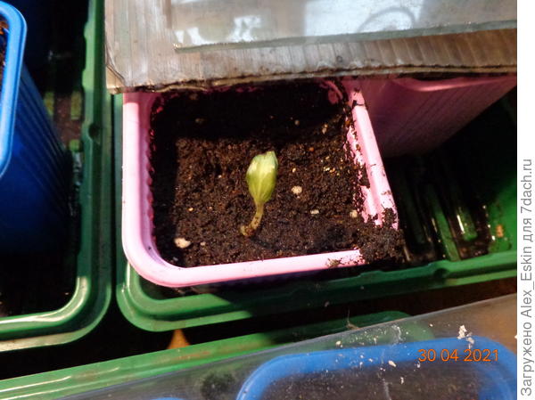 дынька взошла