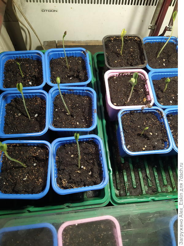 арбузики тянутся,печалька