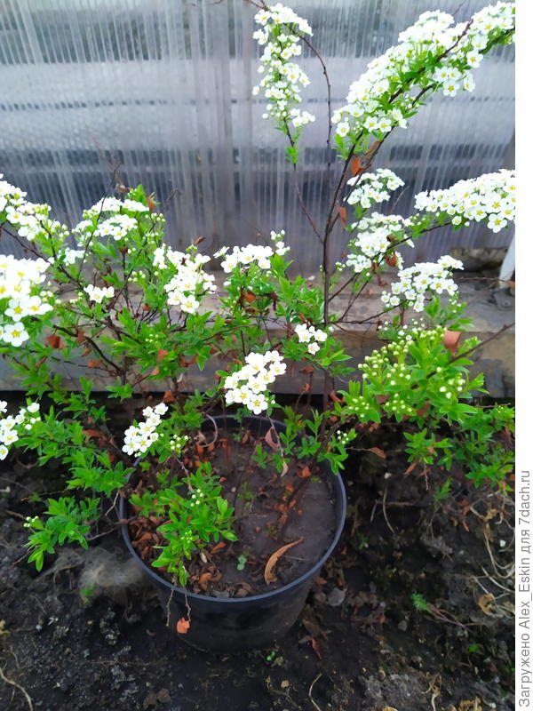 вот такая прелесть