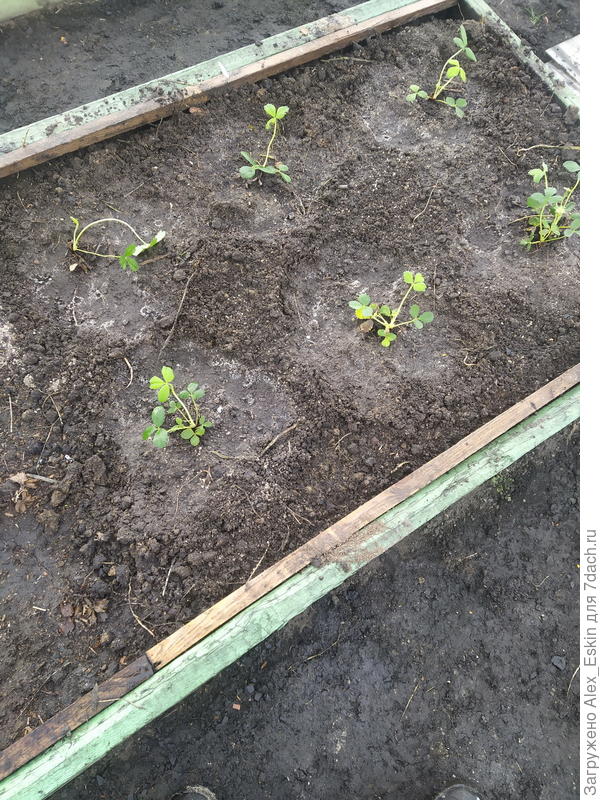 земляника высажена в грядку