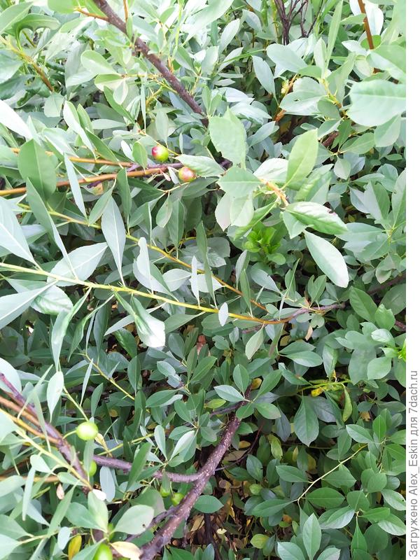 А это второй куст,постарше