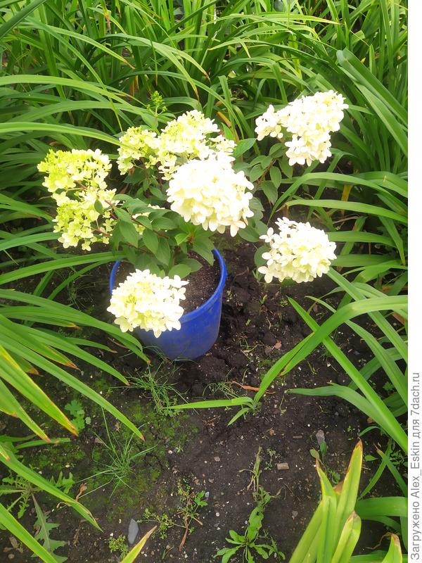 Диамантино