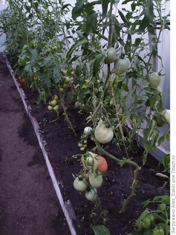 помидорки ещё растут