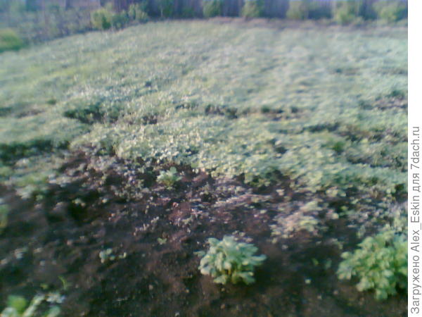 старое фото,&quot;зелёный пожар&quot;в посадках картошки.