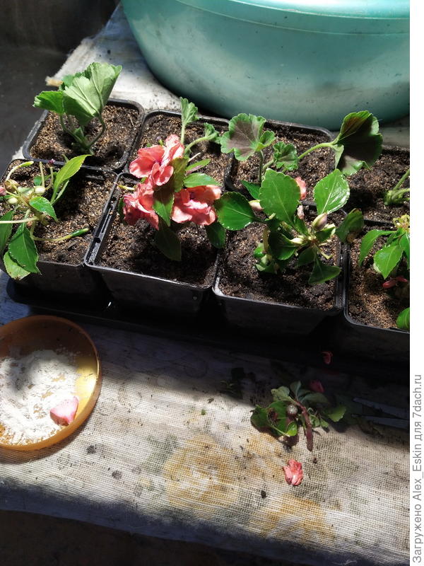 черенкую пеларгонии и бальзамин