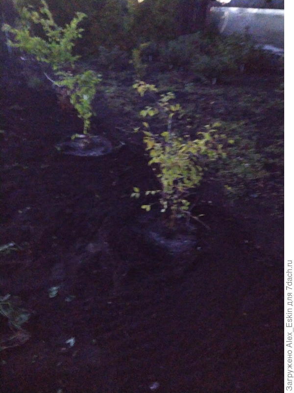 саженцы сливы(стемнело)