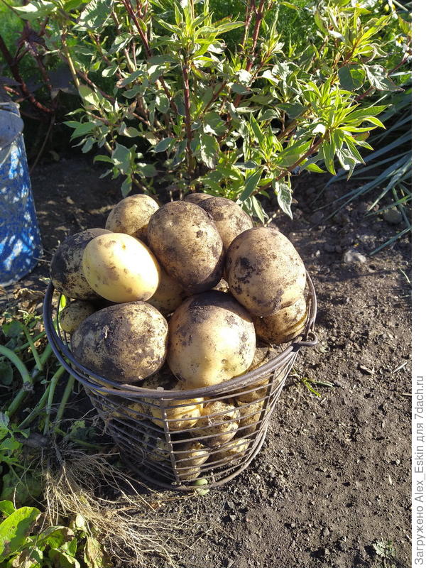 &quot;Зекура&quot;из мини клубней