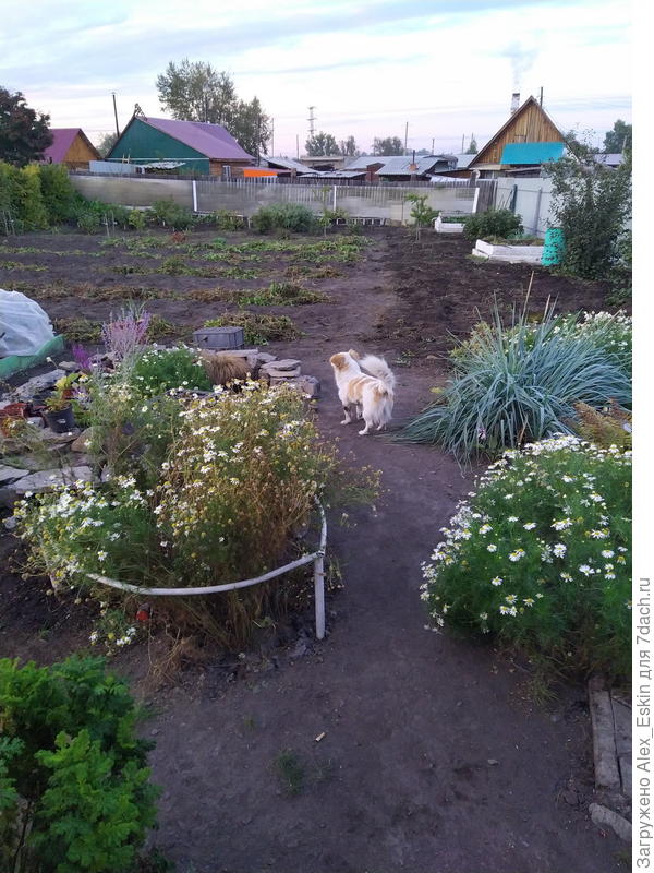 картошка выкопана,Маргошка проверяет .....