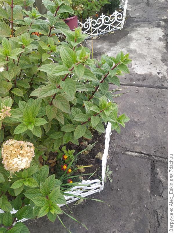 куст рядышком