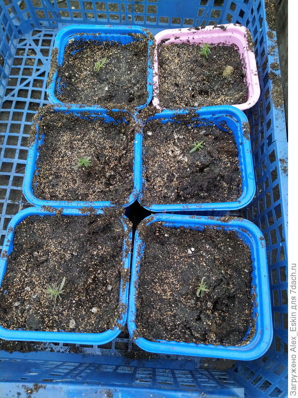 пересаженные в горшки сеянцы туи