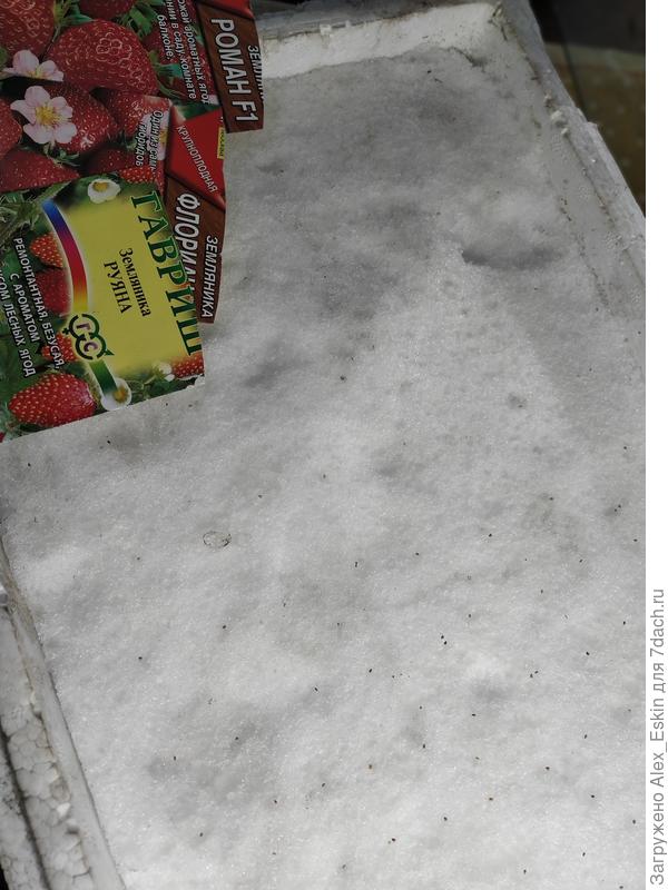 Посев по снегу