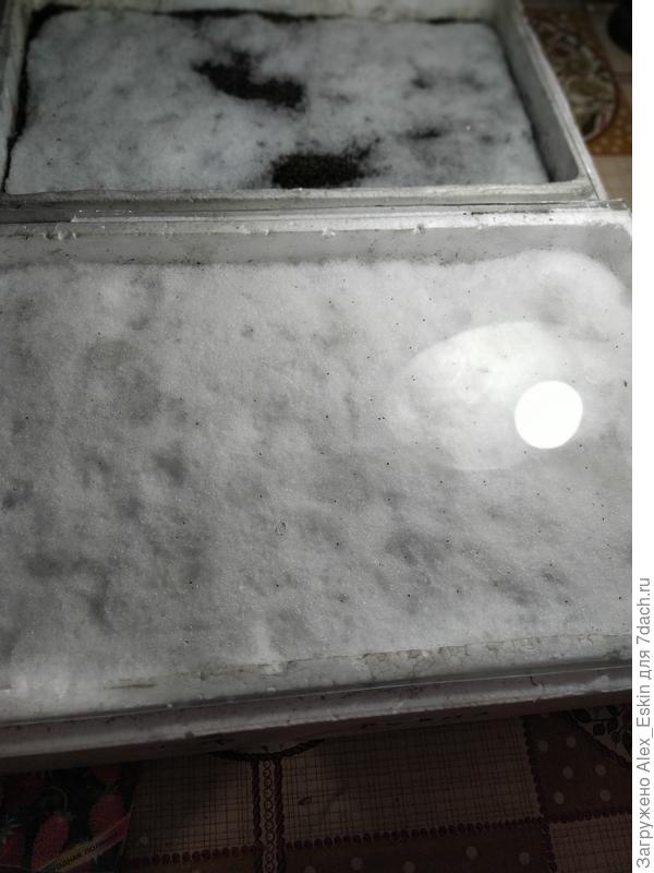 Поставил на проращивание