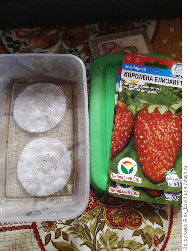 Готовлю Елизавету