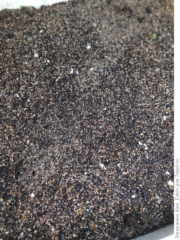 Барон и Любаша