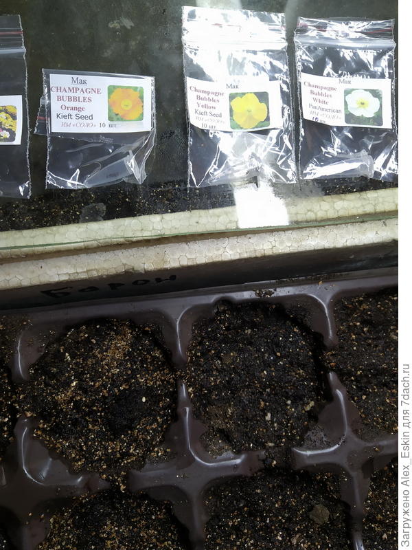 Мак голостебельный ,три расцветки