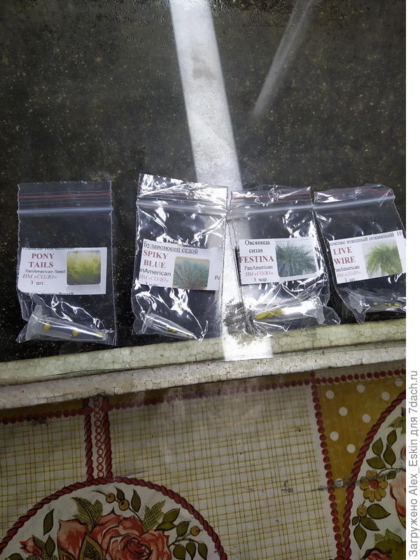 Злаковые-Овсяница,Булавоносец,Изолепис,Ковыль тончайший