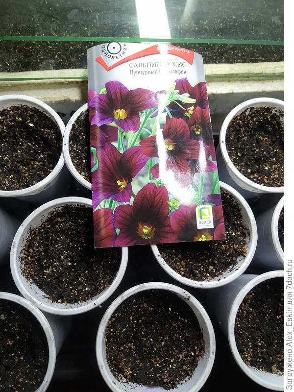 Сальпиглоссис