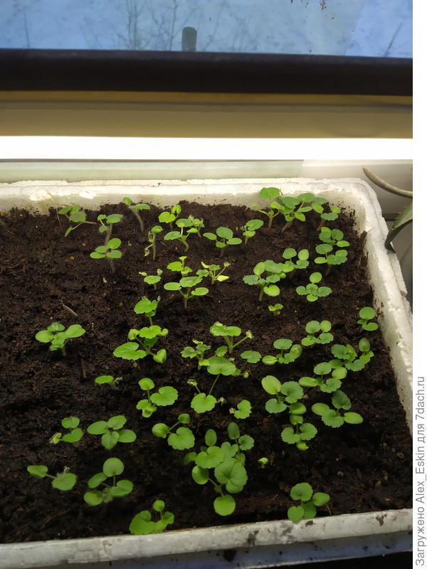 пеларгонии из семян