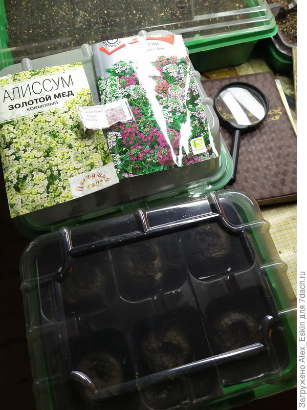 Алиссумы разные