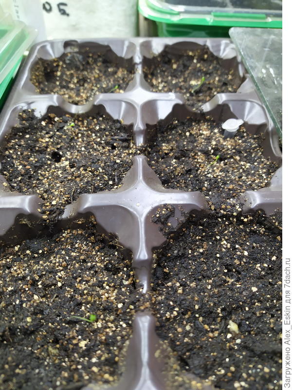 взошла Немезия