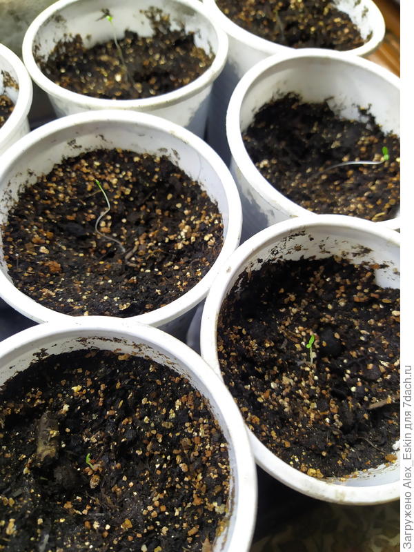 всходы Сальпиглоссиса