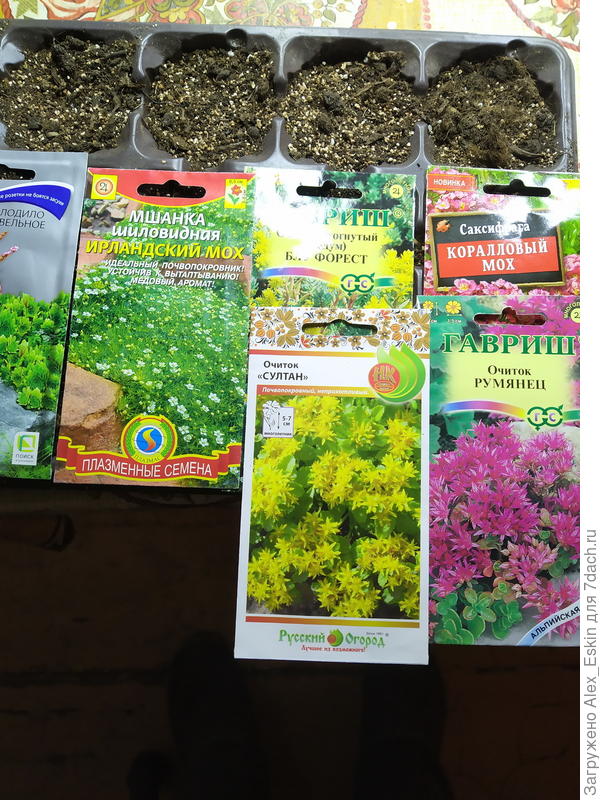 Сею почвопокровные