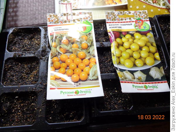 Физалис земляничный и Изюмчик сахарный