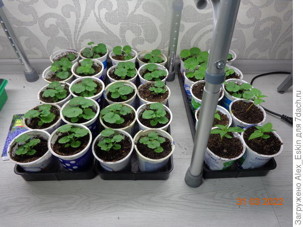 Пеларгония,Немезия