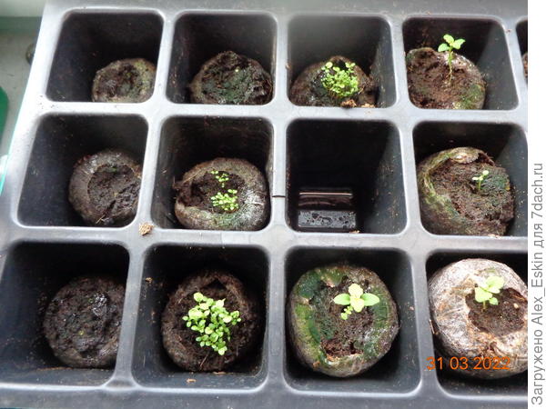 три таблетки посеянные из семян