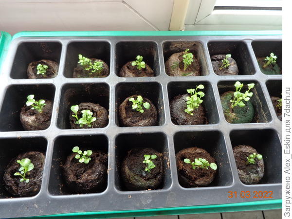 лобельки из млдр