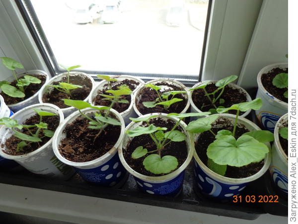 Ещё Пеларгония