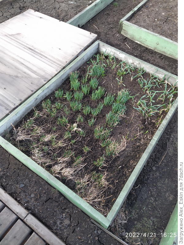 Шнитт лук и батун