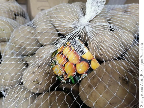 Семенной картофель