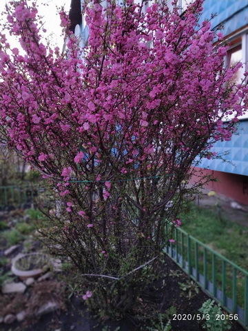 Растёт у подъезда