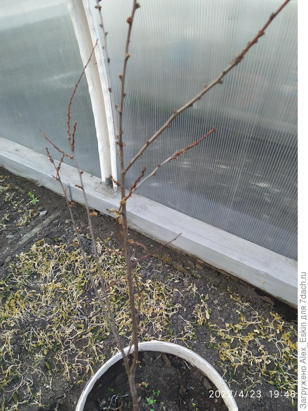 Перезимовала хорошо