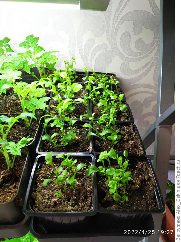 Тоже Лобелия